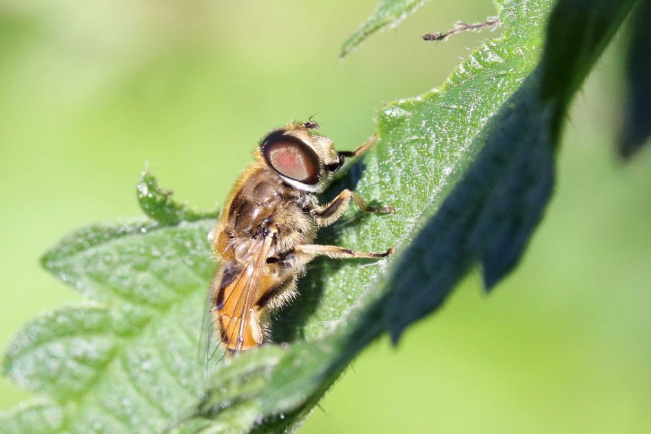 Welke hommel of bij is dit?